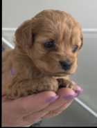 Cockapoo puppies - Photo 2 of 6