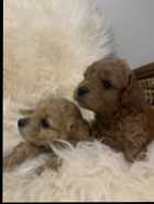 Cockapoo puppies - Photo 5 of 6