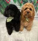 cockapoo puppies