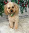 cockapoo puppies - Photo 1 of 5