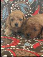 cockapoo puppies - Photo 2 of 5