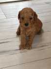 cockapoo puppies - Photo 3 of 5
