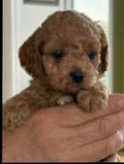 cockapoo puppies - Photo 4 of 5