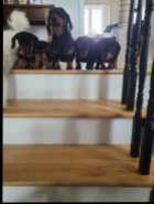 Dachshund puppies