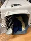 Dog Crate - Photo 1 of 4