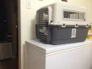 Lg. Dog Kennel $60 - Photo 3 of 6