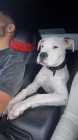 Dogo argentino puppy - Photo 1 of 4