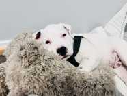 Dogo argentino puppy - Photo 3 of 4