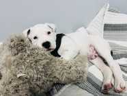 Dogo argentino puppy available  - Photo 4 of 7