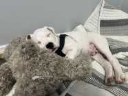 Dogo argentino puppy available  - Photo 6 of 7