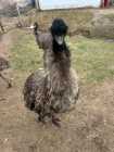 Emus