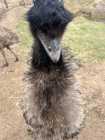 Emus - Photo 1 of 2
