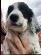 English setter puppys