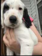 English setter puppys