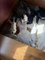 English setter puppys