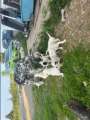 English setter puppys - Photo 9 of 10