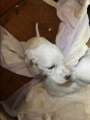 English setter puppys - Photo 1 of 10