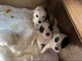 English setter puppys - Photo 2 of 10
