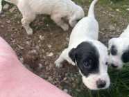 English setter puppys - Photo 3 of 10
