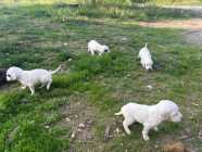 English setter puppys - Photo 4 of 10