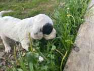 English setter puppys - Photo 6 of 10