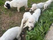 English setter puppys - Photo 7 of 10