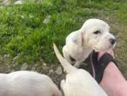 English setter puppys - Photo 8 of 10