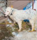 English setter