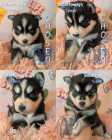 Exclusive Pomsky Puppies~Waitlist Open for Fall