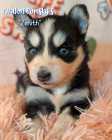 Exclusive Pomsky Puppies~ 2 Puppies Available  - Photo 1 of 10