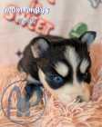 Exclusive Pomsky Puppies~ 2 Puppies Available  - Photo 2 of 10