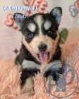 Exclusive Pomsky Puppies~ 2 Puppies Available  - Photo 3 of 10