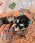 Exclusive Pomsky Puppies~ 2 Puppies Available  - Photo 4 of 10