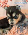 Exclusive Pomsky Puppies~ 2 Puppies Available  - Photo 6 of 10