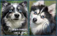 Exclusive Pomsky Puppies~Waitlist Open for Fall