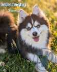 Exclusive Pomsky Puppies~Waitlist Open for Fall - Photo 2 of 4