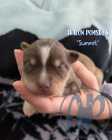 Exclusive Pomsky Puppies