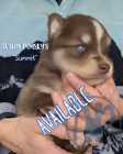 Exclusive Pomsky Puppies