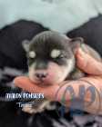 Exclusive Pomsky Puppies - Photo 1 of 8