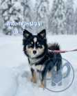 Exclusive Pomsky Puppies - Photo 6 of 8