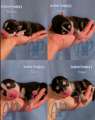 Exclusive Pomsky Puppies~Waitlist Open for Fall