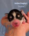 Exclusive Pomsky Puppies~Waitlist Open for Fall - Photo 1 of 9