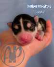 Exclusive Pomsky Puppies~Waitlist Open for Fall - Photo 2 of 9