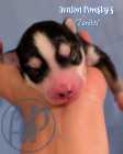 Exclusive Pomsky Puppies~Waitlist Open for Fall - Photo 3 of 9