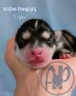 Exclusive Pomsky Puppies~Waitlist Open for Fall - Photo 4 of 9