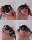 Exclusive Pomsky Puppies~Waitlist Open for Fall - Photo 5 of 9