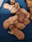 F1b golden doodle puppies