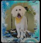F1b golden doodle puppies