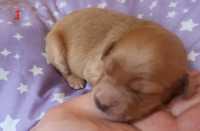 F1b golden doodle puppies