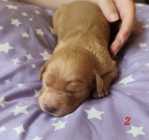 F1b golden doodle puppies - Photo 3 of 10